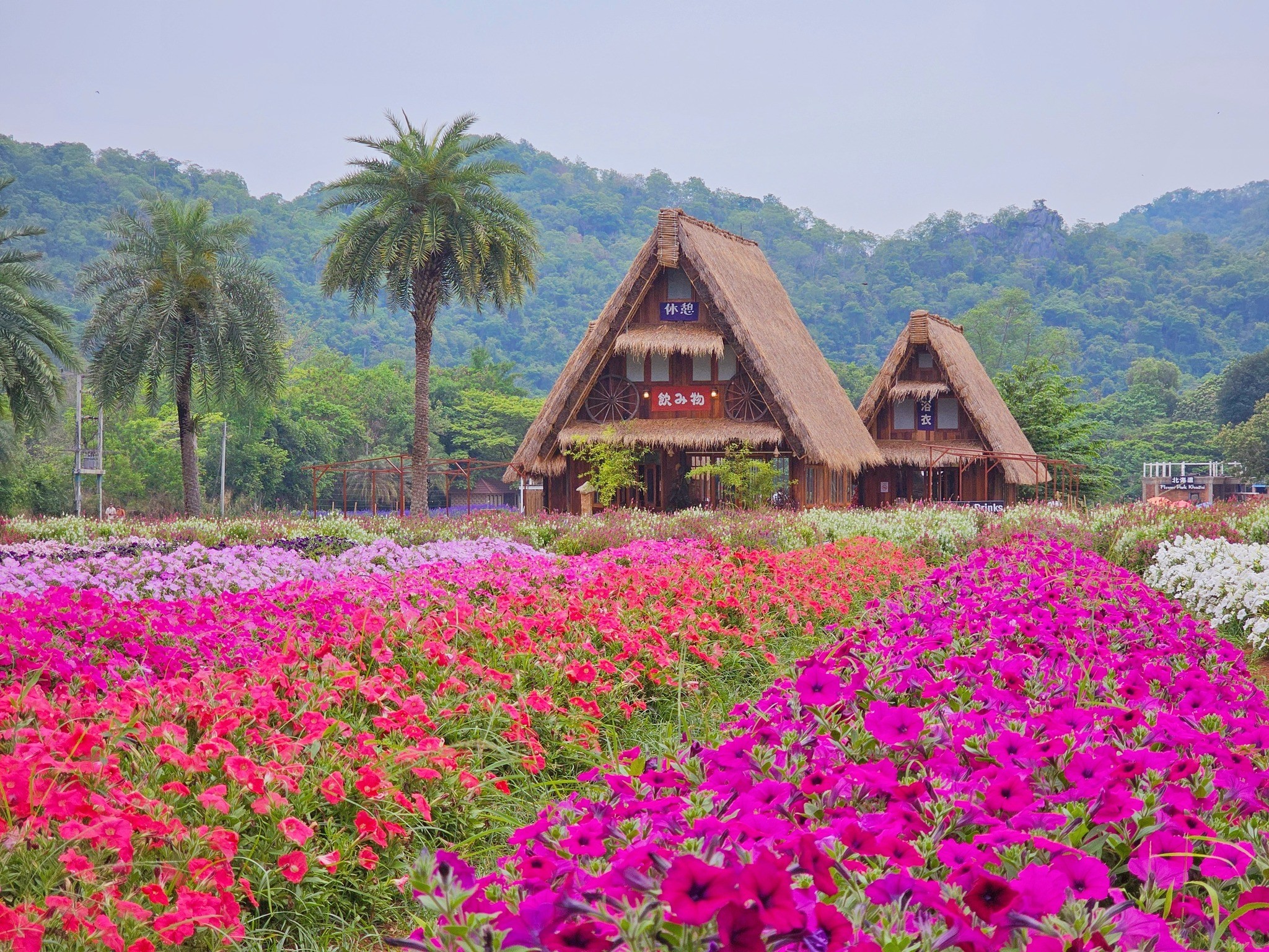 Hokkaido Flower Park Khaoyai